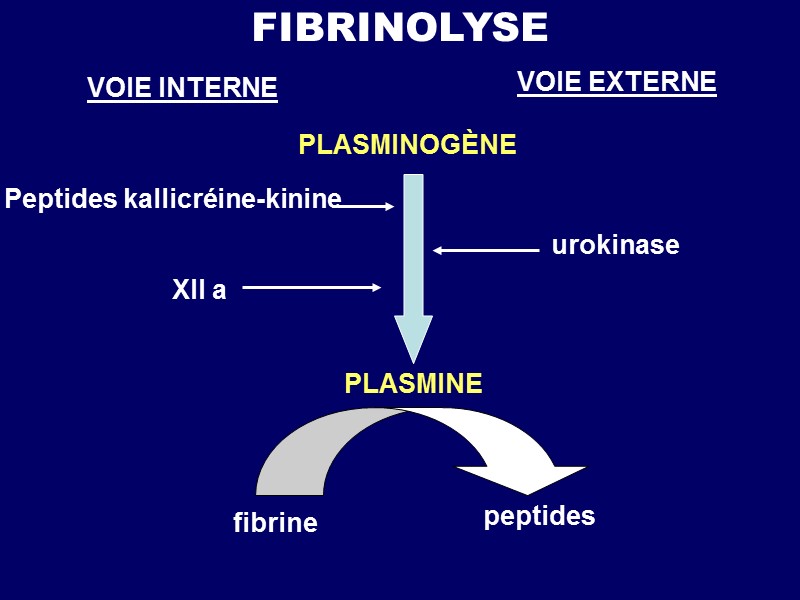 FIBRINOLYSE VOIE INTERNE VOIE EXTERNE Peptides kalliсréine-kinine   urokinase XII а PLASMINE fibrine